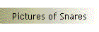 Pictures of Snares